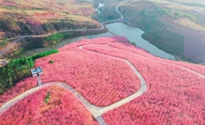 Rừng hoa anh đào Nghi Lương - Thung lũng hoa anh đào lớn nhất Vân Nam