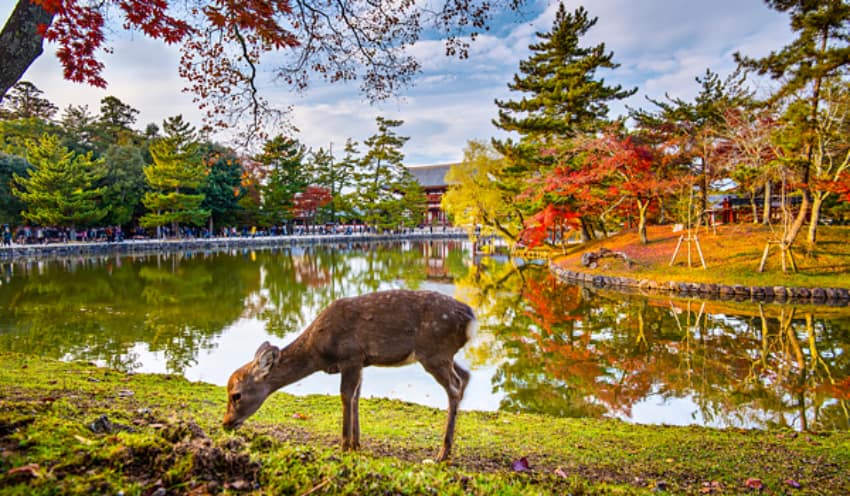 Chiêm ngưỡng vẻ đẹp Công viên Nara Nhật Bản