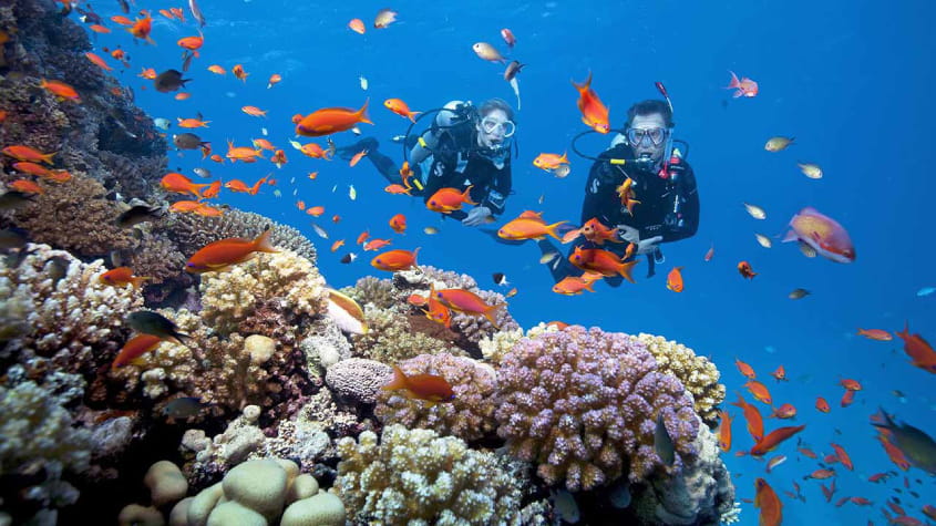 Ngắm san hô là một trải nghiệm không nên bỏ qua trong chuyến du lịch Cát Bà 